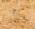 /album/some-overseas-trips/dunns-lark-israel-spring-2007-jpg/